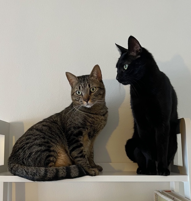 Gatos